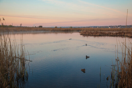 Wild ducks swimming across a calm wetland lake surrounded by tall dry reeds at sunset. Wide tranquil waterscape with soft pastel sky, reflections and natural marsh vegetation.