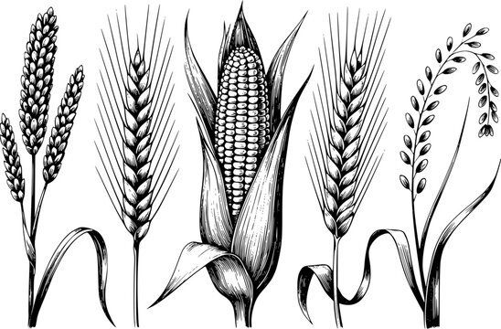 Conjunto dibujado a mano de varios cultivos de cereales agr&iacute;colas que incluyen trigo, ma&iacute;z y granos de arroz aislados