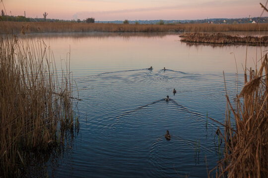 Wild ducks swimming across a calm wetland lake surrounded by tall dry reeds at sunset. Wide tranquil waterscape with soft pastel sky, reflections and natural marsh vegetation.