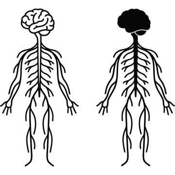 Detailed Human Nervous System Anatomy: Front & Back View Line Art Diagram