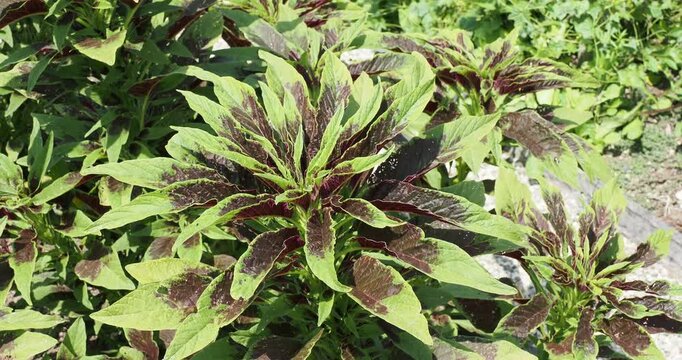 Amaranthus tricolor 'Green Callaloo' or Joseph's coat. Leafy vegetable with a bushy habit and lanceolate, crinkled or wavy leaves in green and reddish-purple colors
