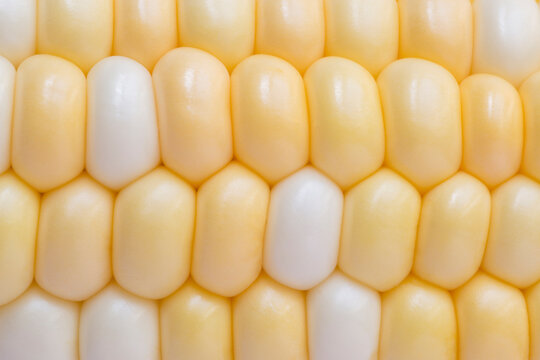 natural backdrop: close up of sweet corn head