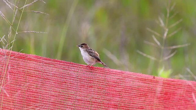 Zitting cisticola fledgling preening and calling with audio Japan