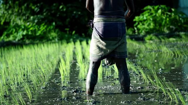 Skillful farmer cultivating rice plants by hand in a rural paddy landscape.