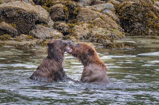 Coastal Brown Bears Play Fighting