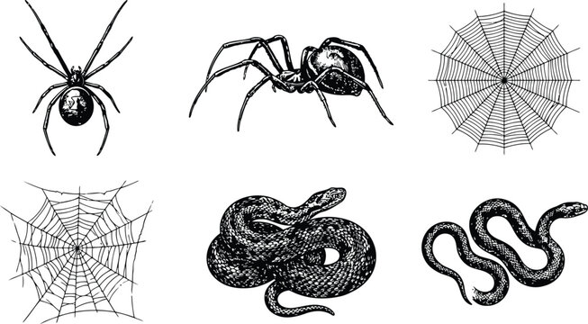 Six vintage etchings of spiders and coiled snakes on a white background creating a dark folklore concept