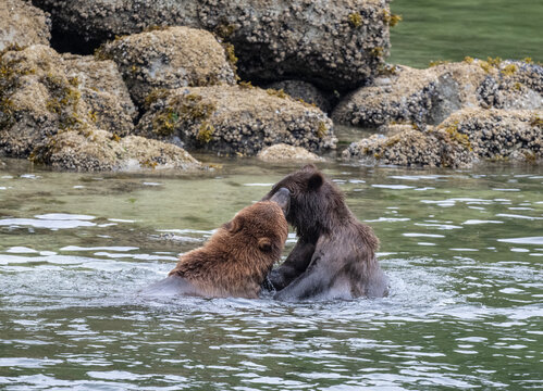 Brown Bears Play Fighting