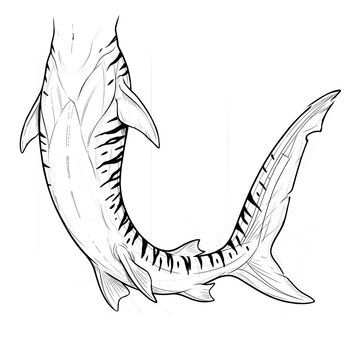 Hand drawn sketch of tiger shark merman tail with stripe patterns isolated. Black line art illustration.