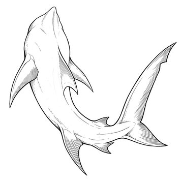 Hand drawn sketch of hammerhead shark merman tail thin sharp isolated. Black line art illustration.