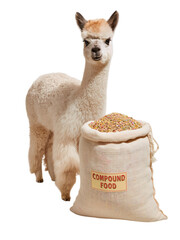 Fototapeta premium Alpaca standing next to sack of colorful feed