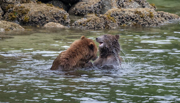 Coastal Brown Bears Play Fighting
