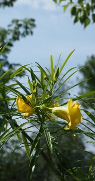Peruvian oleander or Indian yellow oleander (Thevetia peruviana), a bushy tropical shrub with glossy, airy foliage, provides a magnificent setting for its nodding, trumpet-shaped yellow flowers
