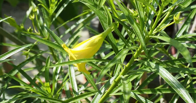 Close-up of a magnificent trumpet-shaped flower of a yellow oleander shrub (Thevetia peruviana), slightly drooping on a stem and surrounded by finely lanceolate green foliage


