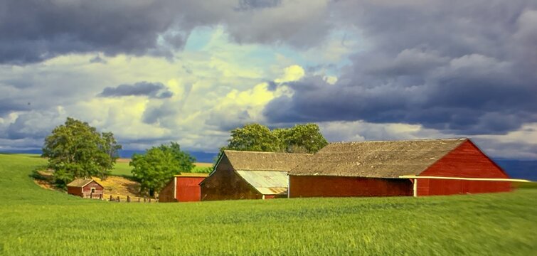 A wheat fiels in the spring wiith red farm buildings in the background near Pendleton Oregon