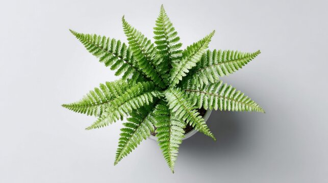 Lush green fern isolated on a bright backdrop