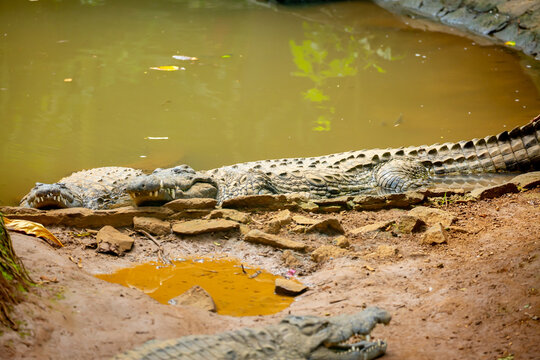 Crocodiles in nature swim in the lake. Many predators lie on the banks of the river, basking in the sun. Close-up of a crocodile.