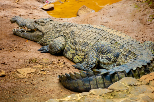 Crocodiles in nature swim in the lake. Many predators lie on the banks of the river, basking in the sun. Close-up of a crocodile.
