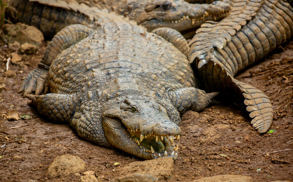 Crocodiles in nature swim in the lake. Many predators lie on the banks of the river, basking in the sun. Close-up of a crocodile.