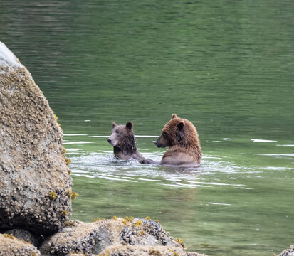 Coastal Brown Bears Play Fighting