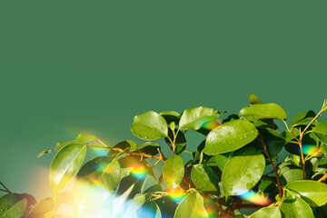 Obraz premium Green leaves with dewdrops reflecting sunlight against solid green background