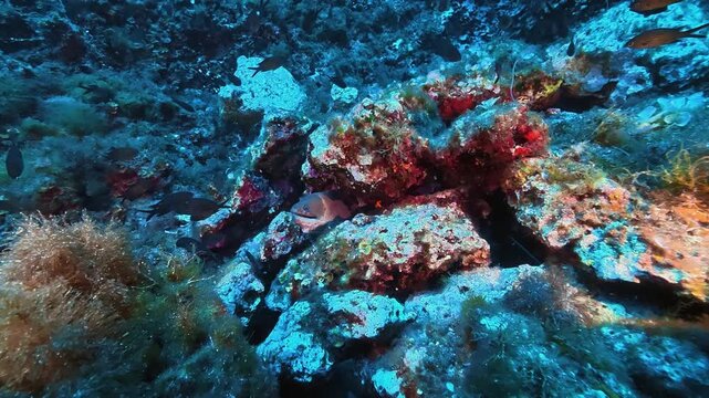 Wildlife underwater - Moray eel on a deep seabed