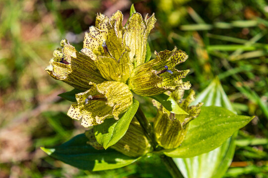 T&uuml;pfel-Enzian - Alpenblume - Enzian - gelb - Allg&auml;u
