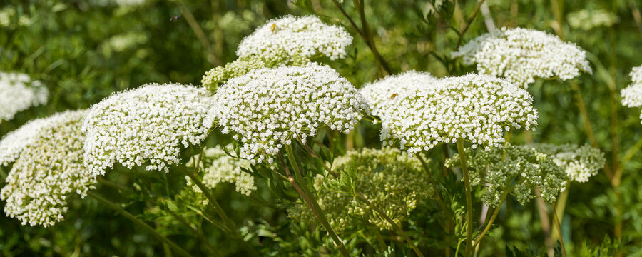 Baltic parsley (Cenolophium denudatum), umbellifrous plant with large umbels of creamy-white and greenish flowers bloom on its fern-like foliage on purple stems
