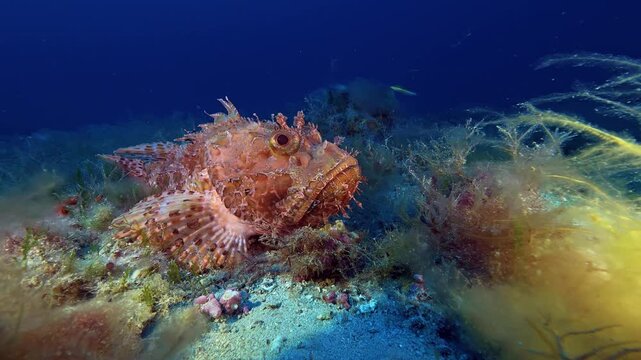 Mediterranean red scorpion fish perfectly stiil at the seabed - Sea life