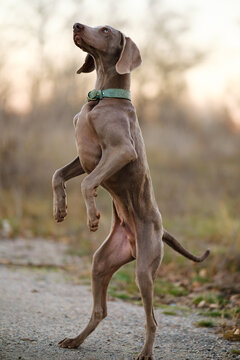 Weimaraner Dog Standing on Hind Legs Outdoors in Autumn Park