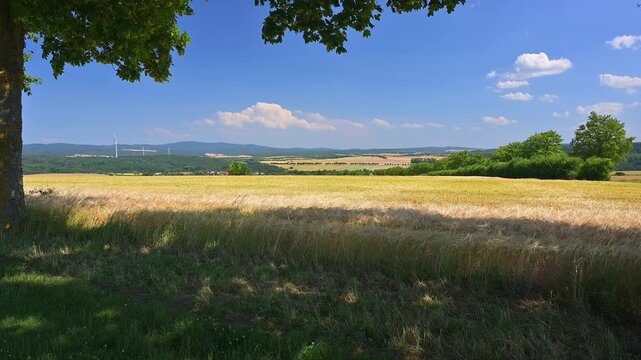 Getreidefeld unter blauem Himmel mit vereinzelten Wolken und einem Baum im Blickfeld, Beuerbach, H&uuml;nstetten, Taunus, Rheingau-Taunus-Kreis, Hessen, Deutschland