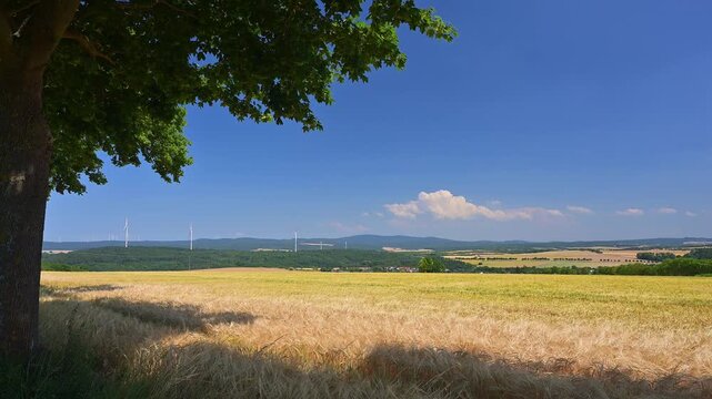 Getreidefeld unter blauem Himmel mit vereinzelten Wolken und einem Baum im Blickfeld, Beuerbach, H&uuml;nstetten, Taunus, Rheingau-Taunus-Kreis, Hessen, Deutschland