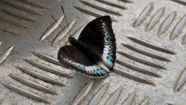 Black butterfly with blue and white wing patterns resting on a textured metal surface, showing contrast between delicate wildlife and an industrial background.