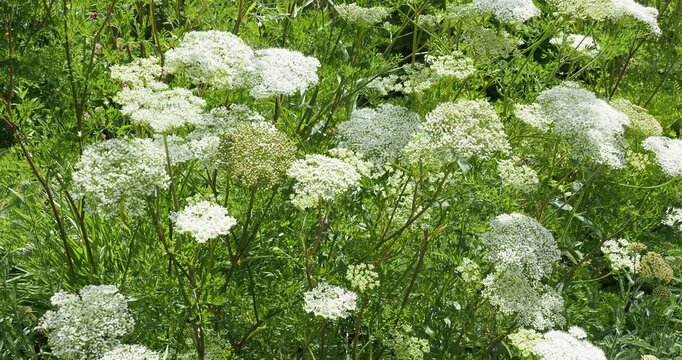 Cenolophium denudatum -  Baltic parsley plant with naked dark purplish stems bearing twigs finely divided leaves and many umbels of tiny pale green or white flowers attractive to numerous insects
