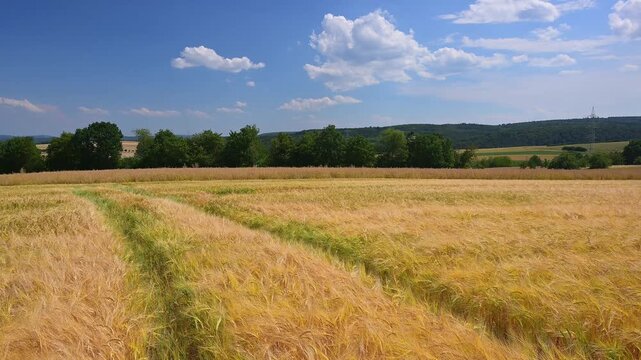 Goldenes Getreidefeld unter einem strahlend blauen Himmel mit wolkigem Horizont, Beuerbach, H&uuml;nstetten, Taunus, Rheingau-Taunus-Kreis, Hessen, Deutschland 