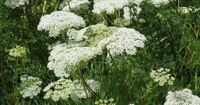 Baltic parsley plant (Cenolophium denudatum) large, bushy clump with fern-like foliage and large white umbels visited by pollinating insects
