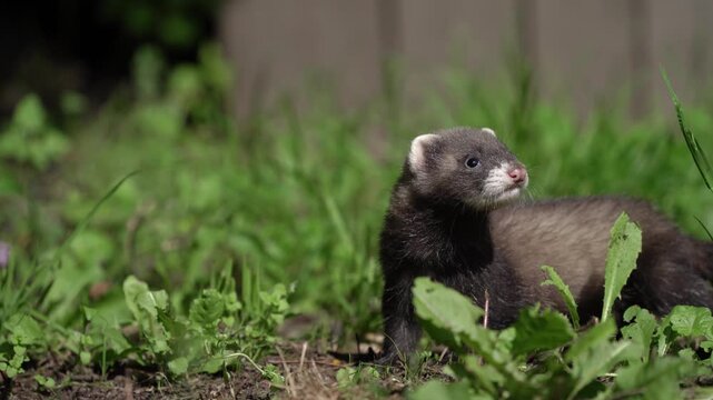 European Polecat (Mustela putorius) Standing Alert in Natural Forest Habitat Close Up Wildlife Video