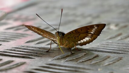 Front view of a brown butterfly with wings spread and visible proboscis resting on a textured metal surface, highlighting insect anatomy and urban wildlife. © Yangkasa