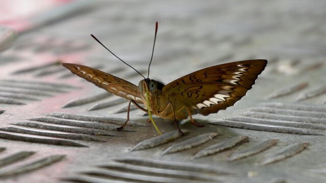 Front view of a brown butterfly with wings spread and visible proboscis resting on a textured metal surface, highlighting insect anatomy and urban wildlife.
