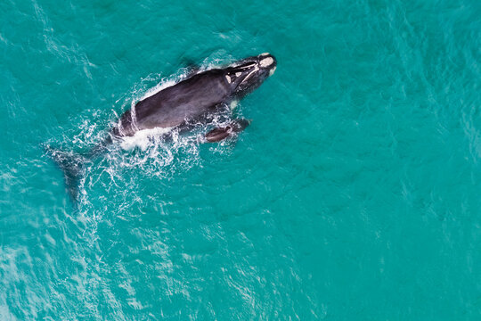 Aerial view of a southern right whale mother and calf swimming in clear turquoise waters. Annual migration brings these endangered marine mammals to the coast for breeding and nursing.
