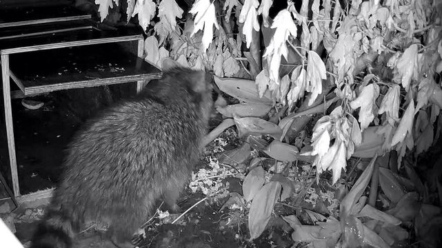 Junger Waschb&auml;r, Procyon lotor nachts im Garten an der Wildtierfalle, nie&szlig;en, Neugier, Nachtaufnahme