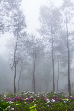 Misty morning in a pine forest in Indonesia. Blooming hortensias at highland plantation in tropical jungle creating dreamy scene. Perfect for nature travel background, tourism in mountains landscapes.