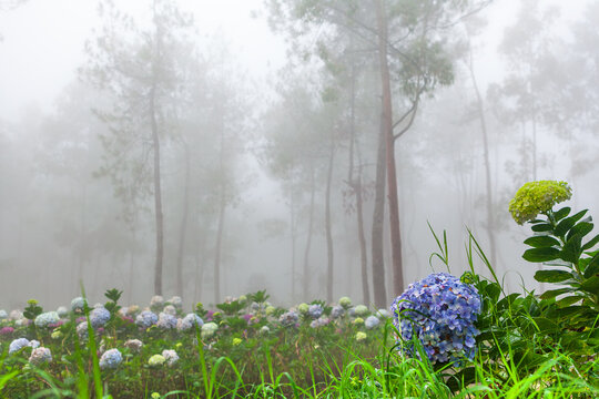 Misty morning in a pine forest in Indonesia. Blooming hortensias at highland plantation in tropical jungle creating dreamy scene. Perfect for nature travel background, tourism in mountains landscapes.