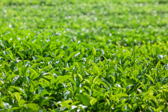 Close-up of bright green tea leaves growing in neat rows under the sun. Freshness, vitality, beauty of a tropical tea plantation, nature, agriculture, organic farming in asian mountain highlands.