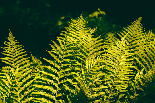 fern leaf in the sun