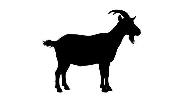Black goat standing in profile a dark silhouette