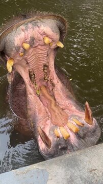 Close Up Extreme Macro Shot of Hippopotamus Wide Open Mouth Showing Big Teeth and Tongue Waiting for Food in Water Pond, Huge Hippo Yawning inside Zoo Enclosure