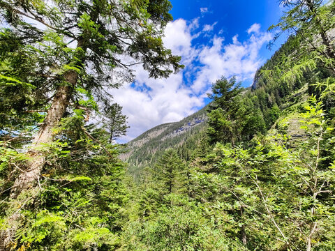 A view through dense green pine trees looks toward a steep forested hillside rising up under a blue sky with white clouds.