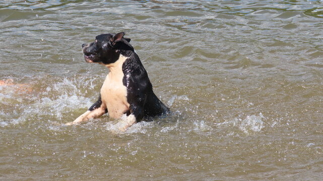 dog running in water