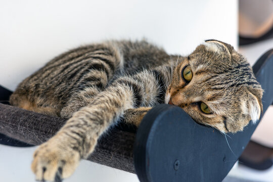 Scottish Fold tabby cat relaxing on indoor tree perch, sleepy pet portrait with green eyes for feline comfort, stress relief, wellness, and cat furniture.