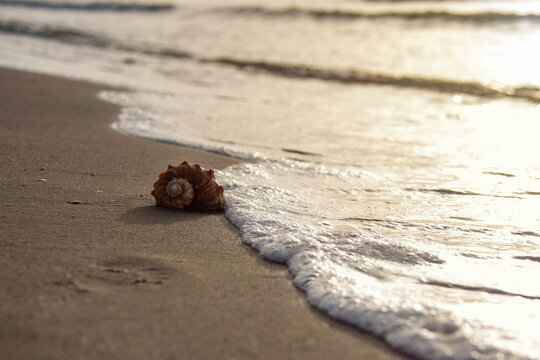 Seashell on sandy beach touched by gentle sea foam